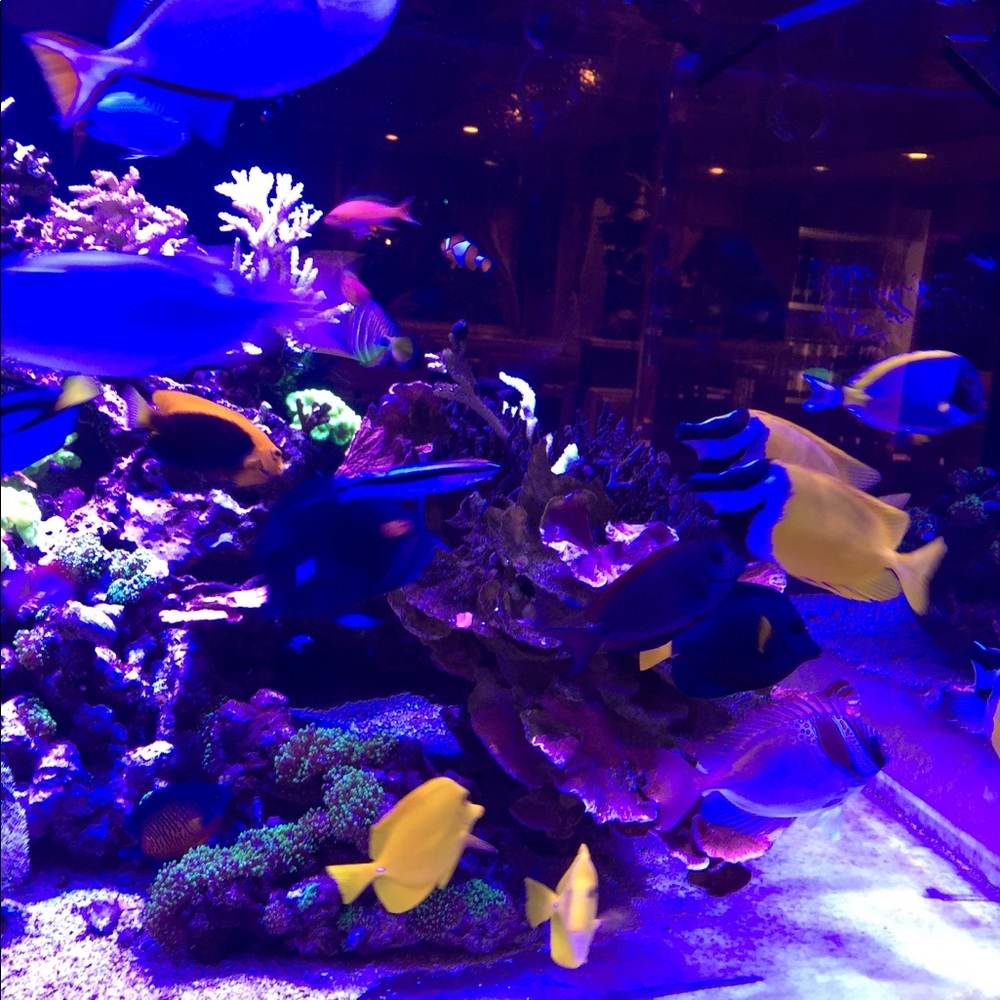 Meet your Posher, Ekaterina